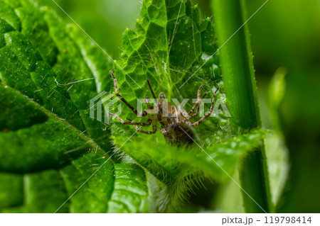 Adult Female Wolf Spider from the Family Lycosidae hunted a red insect carnivorous Adult Female Wolf Spider from the Family Lycosidae hunted a red insect carnivorous 119798414