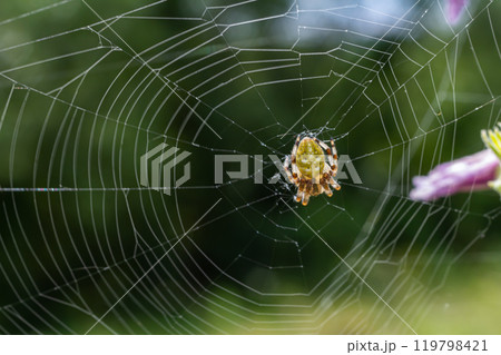 Spider Araneus diadematus with a cross on its back on a web against a tree background 119798421