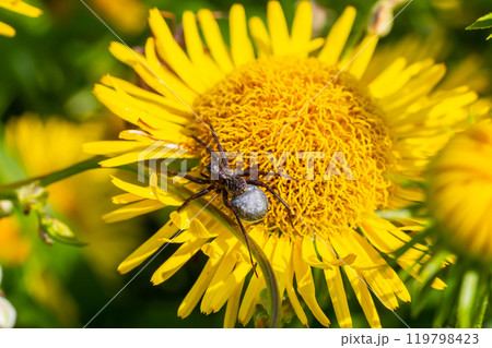 Macro shot of a wolf spider Pardosa lugubris on a green leaf in the forest 119798423
