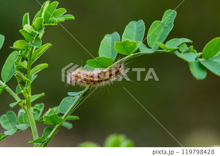 Hairy caterpillar on juicy fresh green leaves. Furry caterpillar against soft blurred background 119798428