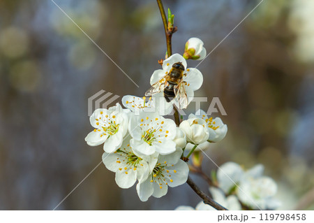 A Bee Sips Sweet Nectar from Plum Blossoms 119798458