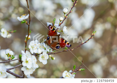 Colourful European Common Peacock Butterfly Aglais io Colourful European Common Peacock Butterfly Aglais io 119798459