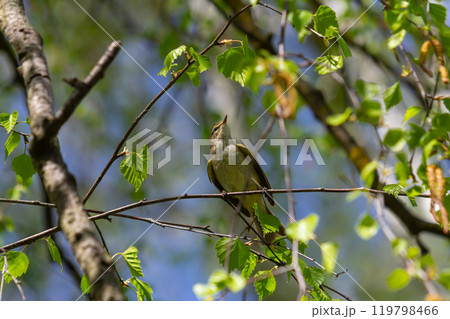 Colorful greenfinch bird Chloris chloris singing in Springtime 119798466