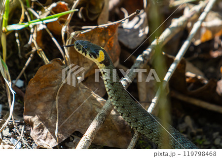 The grass snake Natrix natrix, sometimes called the ringed snake or water snake, is a Eurasian non-venomous snake. Mating time in spring in the forest 119798468