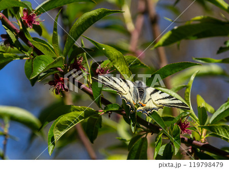 Scarce swallowtail, butterfly of the Papilionidae Family 119798479
