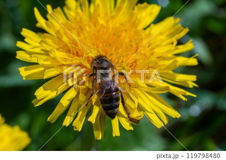 Bee on a dandelion flower, close-up. Yellow dandelion flowers in a clearing, pollination of flowers by insects. Natural spring background with bright flowers, selective focus. 119798480