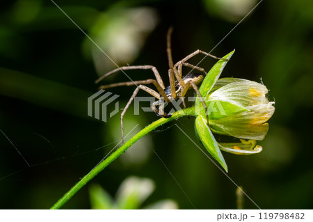 Adult Female Wolf Spider from the Family Lycosidae hunted a red insect carnivorous 119798482