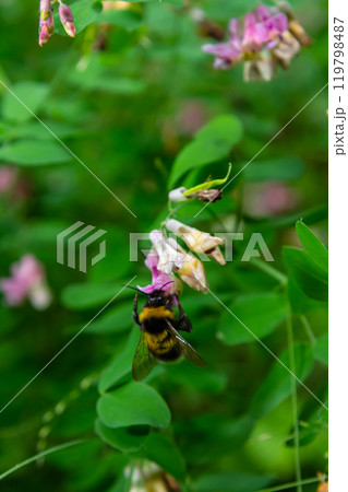 Bumble bee sitting on a thistle flower, closeup. Front view. Genus species Bombus Bumble bee sitting on a thistle flower, closeup. Front view. Genus species Bombus 119798487