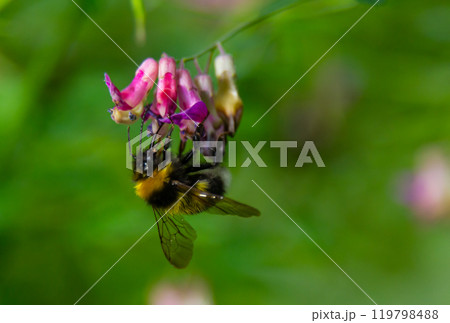 Bumble bee sitting on a thistle flower, closeup. Front view. Genus species Bombus 119798488