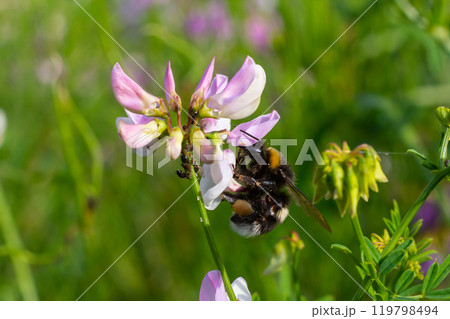 Bumble bee sitting on a thistle flower, closeup. Front view. Genus species Bombus 119798494