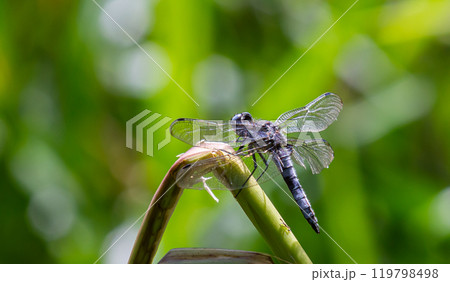 Dragonfly Gomphus vulgatissimus in front of green background macro shot with dew. on the wings. Blue flowers in the morning of a sunny summer day Dragonfly Gomphus vulgatissimus in front of green background macro shot with dew. on the wings. Blue flowers in the morning of a sunny summer day 119798498