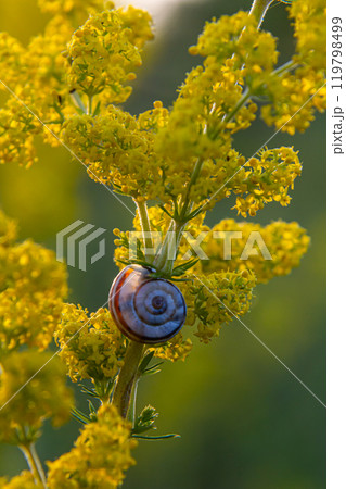 Heath snail Helicella itala banded form, a species of medium-sized, air-breathing land snail, a terrestrial pulmonate gastropod mollusk in the family Geomitridae, the hairy snails and their allies 119798499
