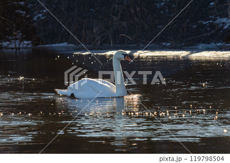 A white mute swan swims on a calm body of water. The water is blue. The swan has slightly raised its wings A white mute swan swims on a calm body of water. The water is blue. The swan has slightly raised its wings 119798504