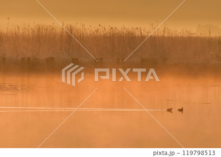 朝の福島潟（新潟県） 119798513