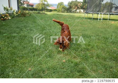 Beautiful happy red Irish Setter dog playing outdoors in grass on a beautiful summer day at backyard. Brown Dog in yoga pose. Domestic animals concept Beautiful happy red Irish Setter dog playing outdoors in grass on a beautiful summer day at backyard. Brown Dog in yoga pose. Domestic animals concept 119798635