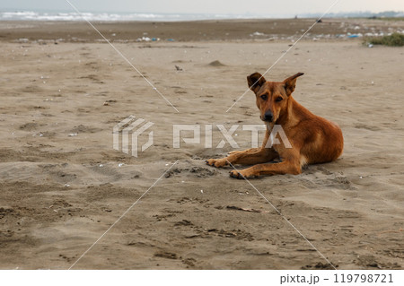Sad red dog on the beach in Iran. Sad red dog on the beach in Iran. 119798721