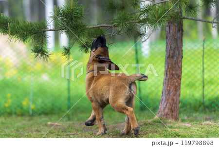 Belgian Shepherd malinois puppy playing with pine tree in the park. Selective focus on dog Belgian Shepherd malinois puppy playing with pine tree in the park. Selective focus on dog 119798898