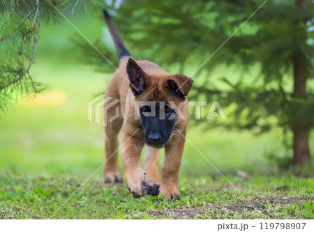 Belgian shepherd malinois puppy on the green grass. Selective focus on the puppy 119798907