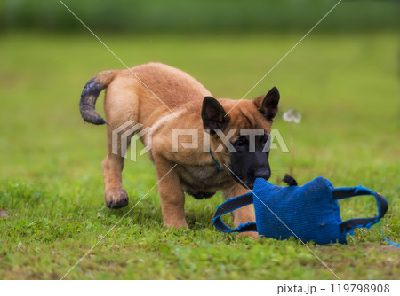 Belgian shepherd malinois puppy with blue training pillow on green grass in the park. Belgian shepherd malinois puppy with blue training pillow on green grass in the park. 119798908