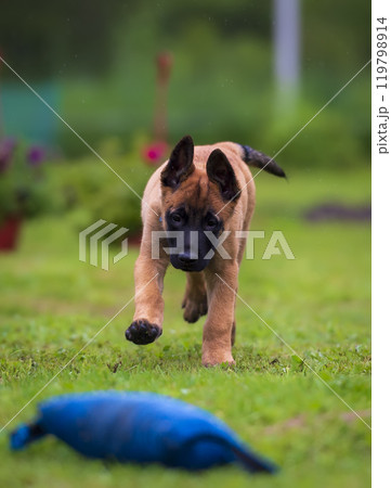 Belgian shepherd malinois puppy with blue training pillow on green grass in the park. Belgian shepherd malinois puppy with blue training pillow on green grass in the park. 119798914