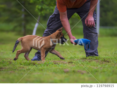 Belgian Shepherd malinois puppy playing with a trainer in the park. Selective focus. 119798915