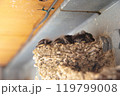 燕　雛　巣 119799008