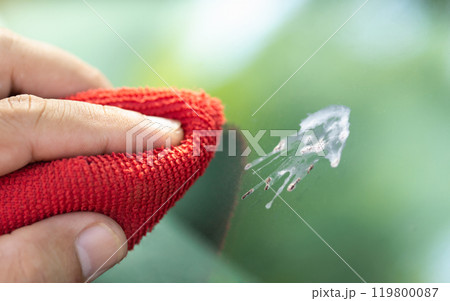 Car owner wipes bird droppings off the windshield, emphasizing the importance of regular cleaning and paint care to maintain the vehicle's appearance and condition 119800087