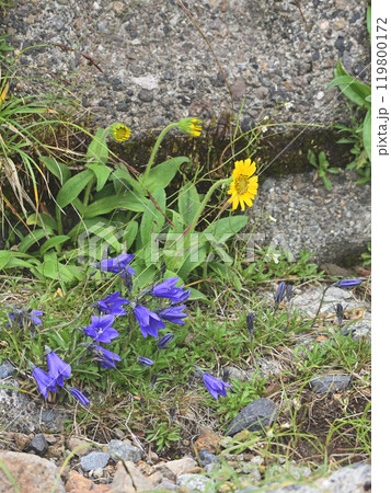 高山のお花畑 119800172