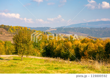 forest in colorful foliage. beautiful view. mountainous countryside landscape of ukraine on a sunny afternoon in autumn. fall season in carpathian mountains. scenic valley of rural scenery 119800592