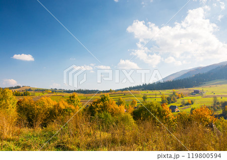 forest in colorful foliage. rolling hills. mountainous countryside landscape of ukraine on a sunny afternoon in autumn. fall season in carpathian mountains. rustic sustainability in rural scenery 119800594