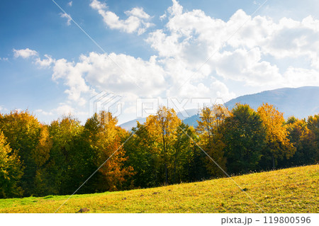 forest in colorful foliage. mountainous countryside landscape of ukraine on a sunny afternoon in autumn. fall season in carpathian mountains. rural scenery 119800596