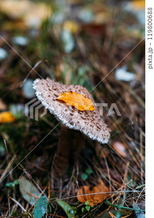 Mushroom with autumn leaf on cap surrounded by yellow fallen leaves in forest. Fungi foraging, wilderness exploration, natural ecosystem concept 119800688