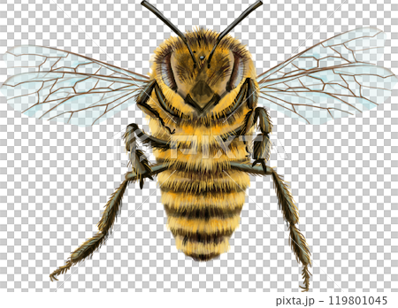 Bee watercolor illustration. Watercolor painting art. Hand painted. Bee watercolor illustration. Watercolor painting art. Hand painted. 119801045