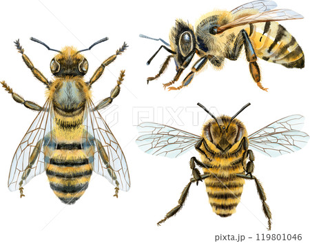 Bees watercolor illustration. Watercolor painting art. Hand painted. Bees watercolor illustration. Watercolor painting art. Hand painted. 119801046