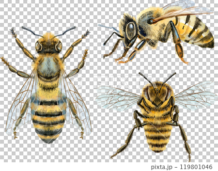 Bees watercolor illustration. Watercolor painting art. Hand painted. 119801046
