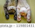 バンザイしてねむる仔猫たち 119801431
