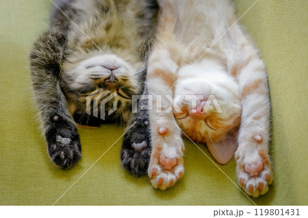 バンザイしてねむる仔猫たち 119801431