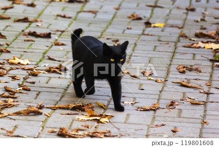 A black cat walks through autumn foliage in sunny weather 119801608
