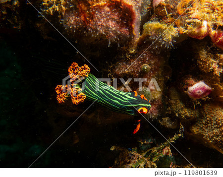 Colorful dorid nudibranch Kubaryana's Nembrotha, Nembrotha kubaryan, crawling on coral, close up. 119801639