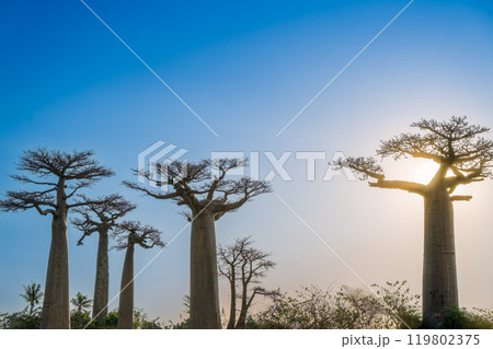 Golden Hour in Madagascar: Majestic Baobabs Against a Blue Sky. 119802375