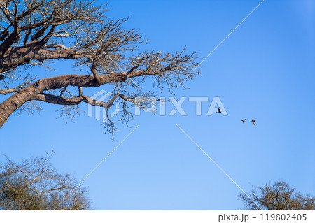 Black Bird Landing on a Majestic Baobab Tree, Morondava, Madagascar. Black Bird Landing on a Majestic Baobab Tree, Morondava, Madagascar. 119802405