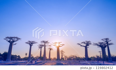 Golden Hour at the Avenue of the Baobabs. Golden Hour at the Avenue of the Baobabs. 119802412