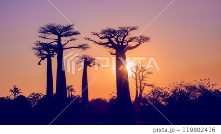 Golden Sunset at the Avenue of the Baobabs, Madagascar. 119802416