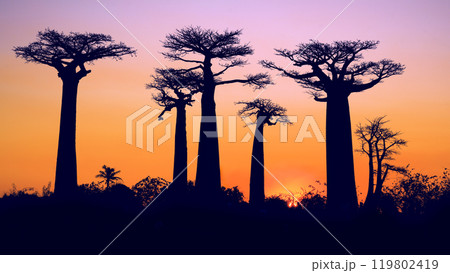 Golden Sunset at the Avenue of the Baobabs, Madagascar. 119802419