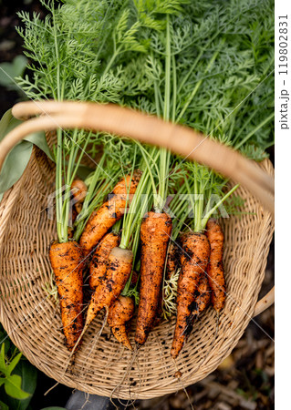 Bountiful Harvest 119802831
