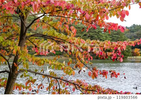 岩手県盛岡市高松池にまだ暖かいのに飛来したコハクチョウの群れ 119803566
