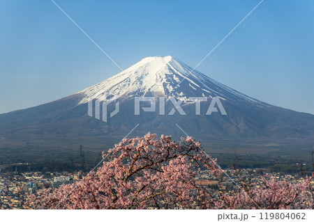 新倉山公園から望む富士山と満開のソメイヨシノ　山梨県富士吉田市 119804062