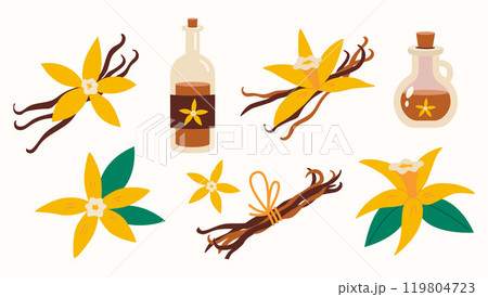 Vanilla flower with dried vanilla sticks, syrup and essential oil in bottle. Trendy modern vector illustration isolated on background. 119804723