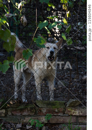 The guard dog behind the fence is barking. An angry dog is guarding The guard dog behind the fence is barking. An angry dog is guarding 119804846