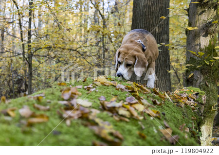 A curious beagle dog is sniffing around a mossy log in the woods A curious beagle dog is sniffing around a mossy log in the woods 119804922